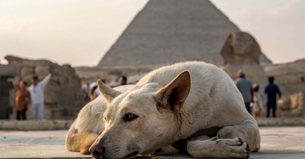 Egyptian 2024 shepherd dog