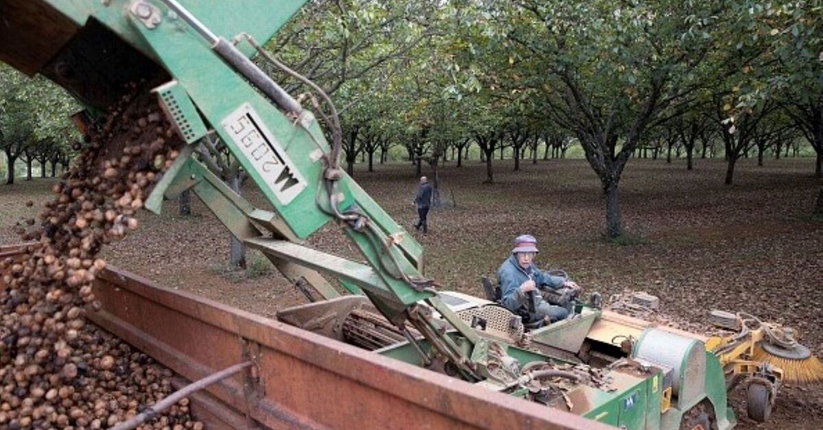 EU grants protection status to Turkey’s Caglayancerit walnut