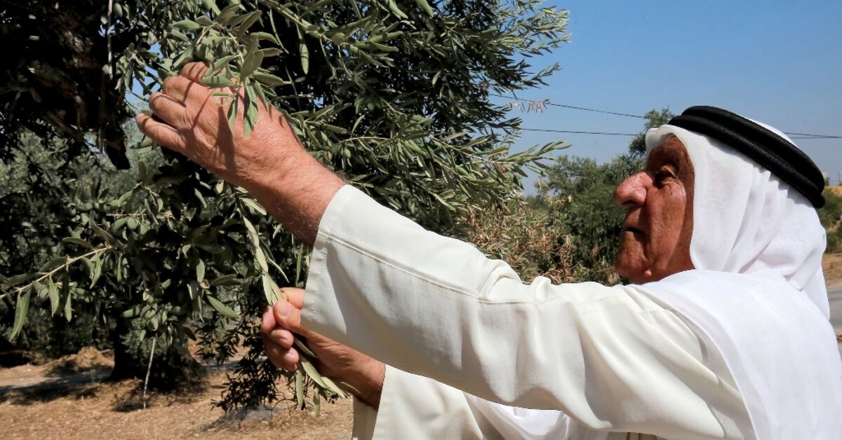 Ancient Olive Tree - Olives Unlimited