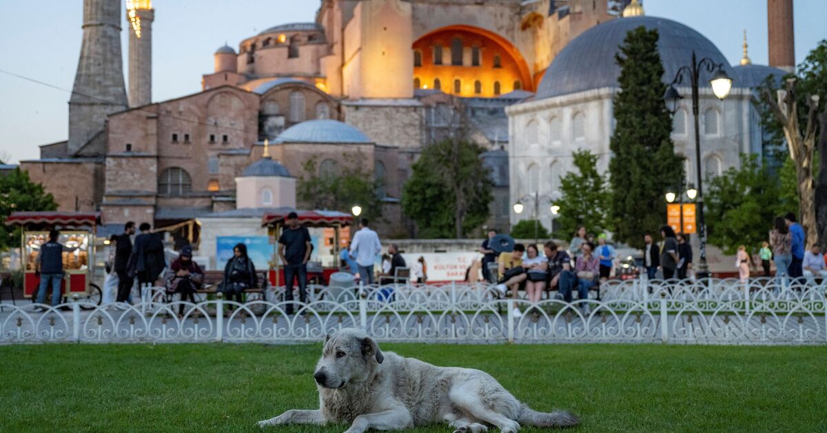 Turkey’s street dogs face mass cullings as Erdogan touts euthanization bill